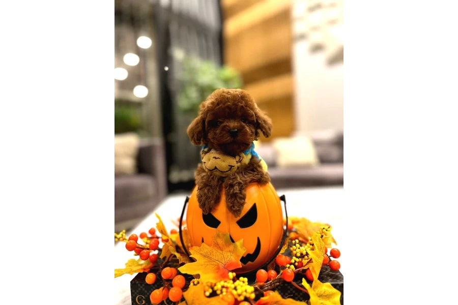 Yavru Poodle