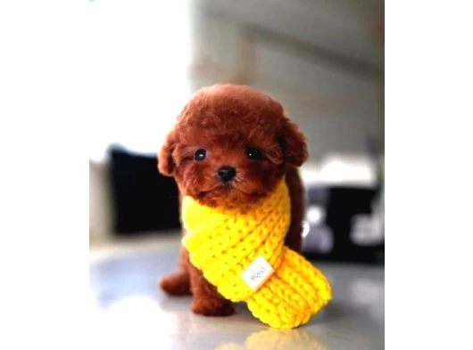 Mini Poodle Yavrumuz galeri görseli