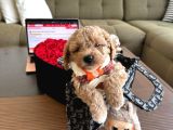 Maltipoo Bebekler galeri görseli 3