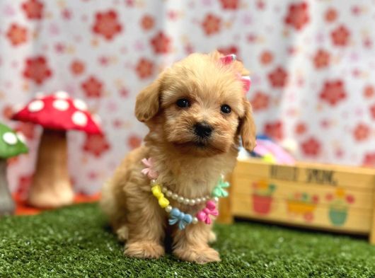 Maltipoo Bebekler galeri görseli