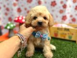 Maltipoo Bebekler galeri görseli 5
