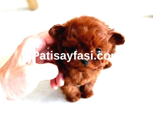 Mini Poodle