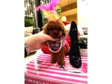 Orijinal Şecereli Sağlık Ve Irk Garantili Poodle galeri görseli 2