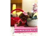 Orijinal Şecereli Sağlık Ve Irk Garantili Poodle galeri görseli 4