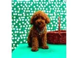 Poodle Bebeklerimiz galeri görseli 4
