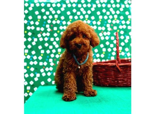 Poodle Bebeklerimiz galeri görseli
