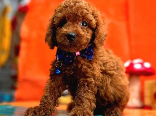 Orijinal Toy Poodle Yavrularımız galeri görseli