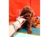 Orijinal Toy Poodle Yavrularımız galeri görseli 4