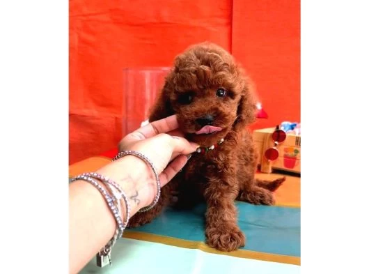 Orijinal Toy Poodle Yavrularımız galeri görseli