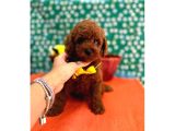 Orijinal Toy Poodle Yavrularımız galeri görseli 2