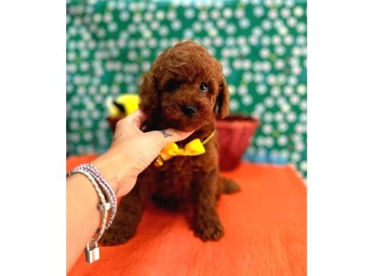 Orijinal Toy Poodle Yavrularımız galeri görseli