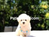 Maltese Terrier Yavrularım galeri görseli 2