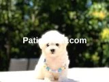 Maltese Terrier Yavrularım galeri görseli 2