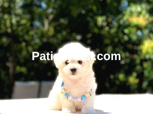 Maltese Terrier Yavrularım galeri görseli