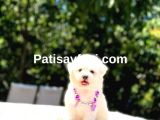 Maltese Terrier Yavrularım galeri görseli 3