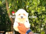 Maltese Terrier Yavrularım galeri görseli 4