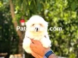 Maltese Terrier Yavrularım galeri görseli 4