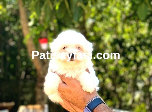 Maltese Terrier Yavrularım galeri görseli