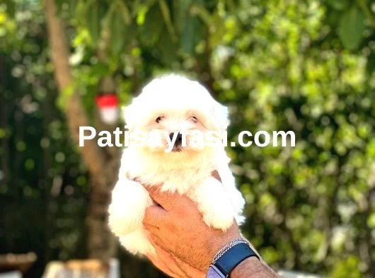 Maltese Terrier Yavrularım galeri görseli