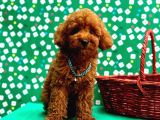 Poodle Bebeklerimiz galeri görseli 3