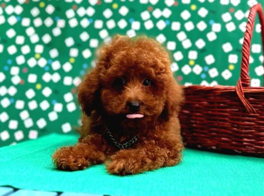 Poodle Bebeklerimiz