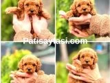Teacup Poodle Yavrularımız