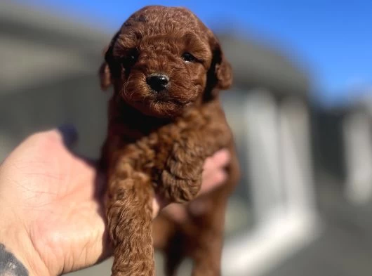 Red Brawn Toy Poodle Yavrular